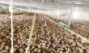 Hơn 22.000 con gà trong trại của ông Đỗ Danh Hải chết do nước lũ.