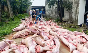 Sét đánh làm hỏng hệ thống điện trong 2 trang trại ở xã Lục Nam (Bắc Ninh), khiến hơn 550 con lợn chết ngạt.
