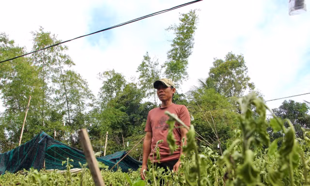 Nông dân Khánh Hòa mất trắng vụ Tết sau mưa lũ lịch sử
