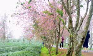 Lễ hội hoa mai anh đào kéo dài cả tháng ở Đà Lạt có gì? 