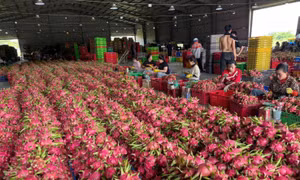 Giá thanh long 'lao dốc không phanh' 
