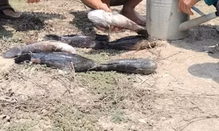 Chủ tịch Cà Mau phê bình một số cơ quan trong vụ cá chết do nhiễm mặn thi công sân bay 