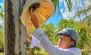 Xem thuần hoá ong trong cột điện