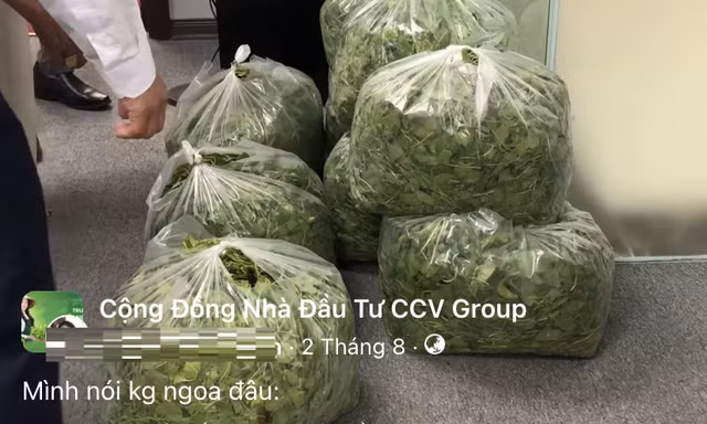 Vụ CCV Group: Từng giới thiệu 'cắt rau ra tiền' lừa hàng trăm người 