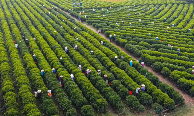 Bạt ngàn đồi chè vùng Tân Cương 