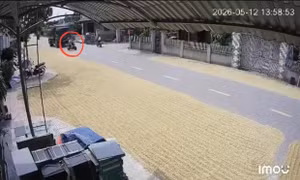 'Chiếm' đường phơi lúa, rơm rạ dẫn tới tai nạn bị xử lý thế nào?