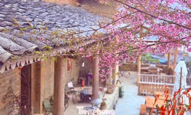 Tớ Dày là hoa gì mà du khách nô nức đến Lô Lô Chải check-in? 