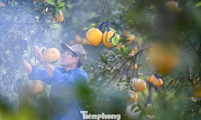 'Đột nhập' thủ phủ bưởi Diễn nức tiếng Hà Nội