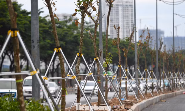Cận cảnh hàng trăm cây Chiêu Liêu trên cống hộp ở Hà Nội