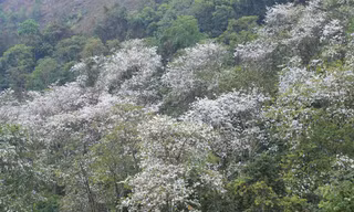 Ngắm quần thể ban cổ thụ hiếm có giữa núi rừng Tây Bắc