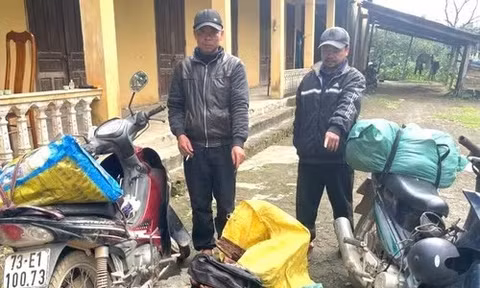 Bắt giữ vụ vận chuyển trái phép gỗ mán đỉa giữa ‘cơn sốt’ giá bất thường ở Quảng Trị