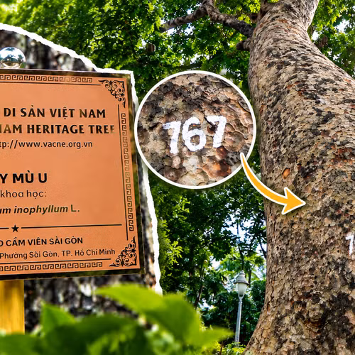 Những cây cổ thụ có tuổi đời 'khủng' ở Thảo Cầm Viên Sài Gòn