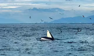 Cá voi nặng 8 tấn chết dạt vào biển Lâm Đồng, ngư dân hợp sức kéo vào bờ an táng trang trọng