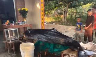 Cá voi dài 3m dạt vào bờ biển 