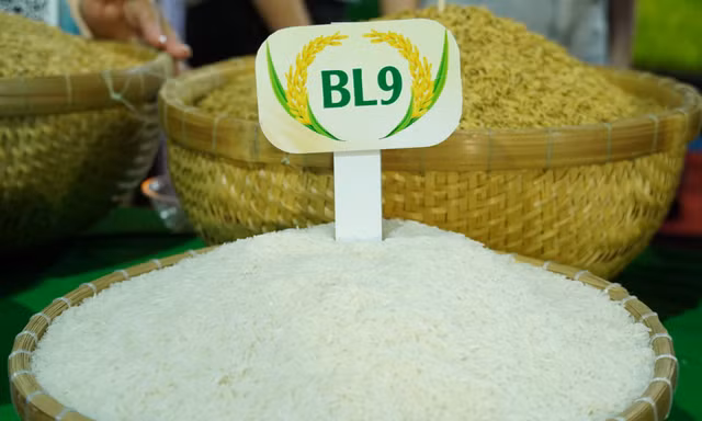 Lộ diện loại gạo ngon nhất Đồng bằng sông Cửu Long