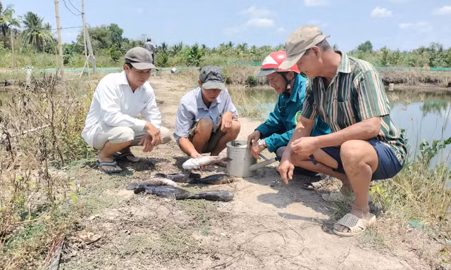 Cà Mau ấn định mốc thời gian bồi thường vụ cá chết do nhiễm mặn thi công sân bay 
