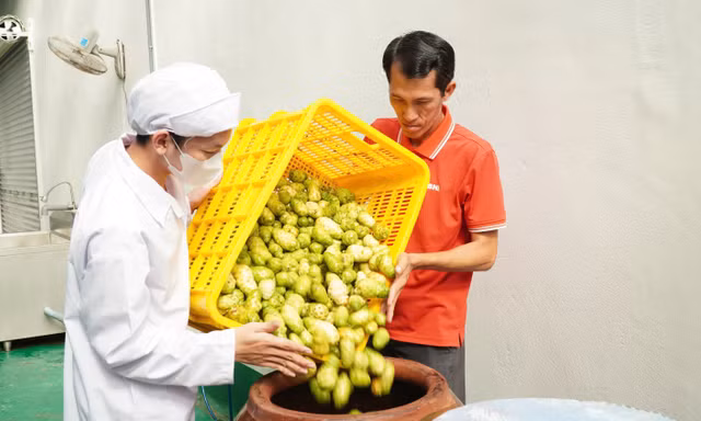 Bỏ việc lương cao về quê khởi nghiệp với trái nhàu