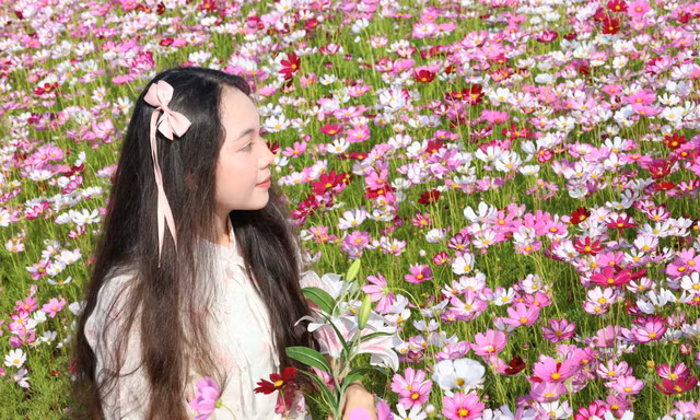 Cánh đồng hoa sao nhái tuyệt đẹp ở Cà Mau