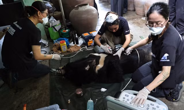 Những ‘bóng hồng’ chăm gấu giữa rừng Bạch Mã