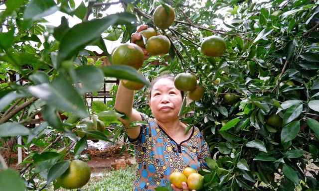 Thoát nghèo từ những 'khu vườn ngủ quên'