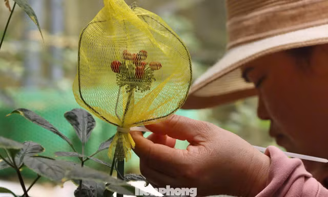 Khoác 'áo giáp' cho từng chùm hạt sâm Ngọc Linh giữa đại ngàn