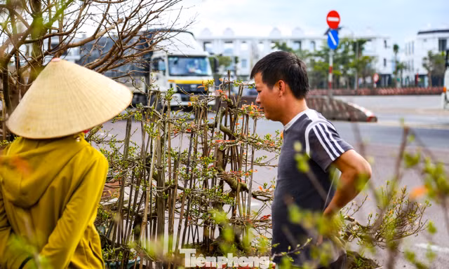Mai vàng ra ‘đứng đường’, theo xe ngược Bắc xuôi Nam