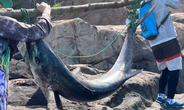 Tận thấy cá thu 'khủng' nặng 63kg, dài hơn 1,6m ở Đà Nẵng