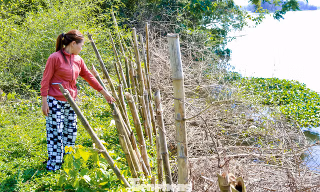 Người dân Đà Nẵng lo sợ bị sông ‘nuốt’ đất 