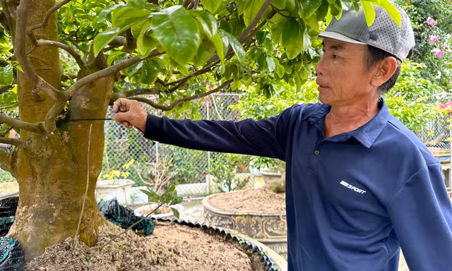 Sau Tết, nhà vườn tất bật 'hồi sức' mai vàng, chi phí cả chục triệu đồng
