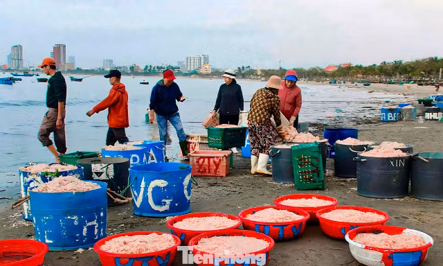 Đà Nẵng: Ruốc biển được mùa mất giá vụ Tết