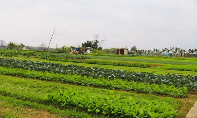 Làng rau La Hường hồi sinh trước Tết