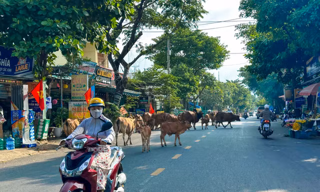 Đà Nẵng ra quân xử lý nghiêm việc thả rông trâu bò giữa phố 