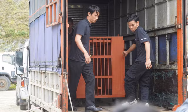 Cứu hộ cá thể gấu nặng 120kg từ một doanh nghiệp