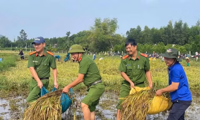 Đà Nẵng: Công an, thanh niên giúp người dân cứu lúa sau mưa lớn