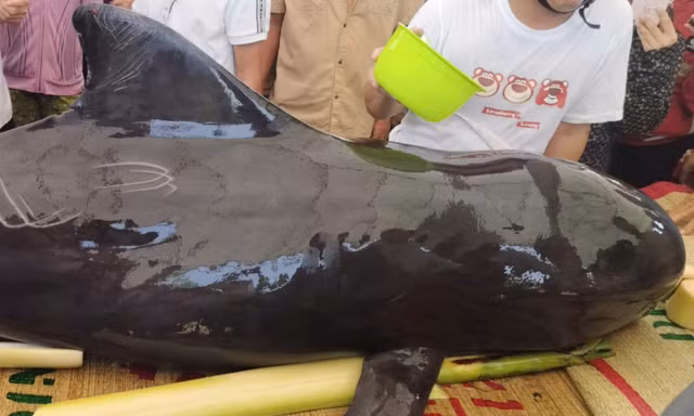 Cá heo nặng khoảng 3 tạ dạt vào bờ ở Quảng Ngãi