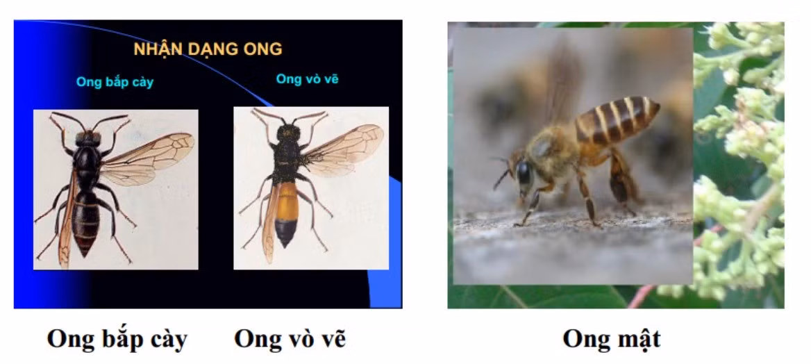 ong.jpg