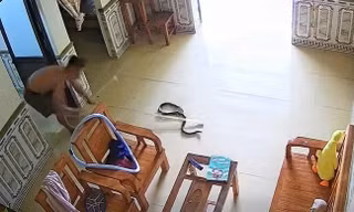 TP NOW: Kinh hoàng rắn rơi từ điều hòa xuống phòng ngủ