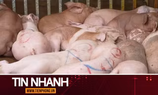 TIN NHANH: Ăn phải thịt lợn nhiễm tả châu Phi sẽ nguy hiểm thế nào?