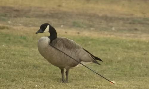 Ngỗng Canada bị mũi tên đâm vào phần giữa cổ và ngực. Ảnh: KTLA.