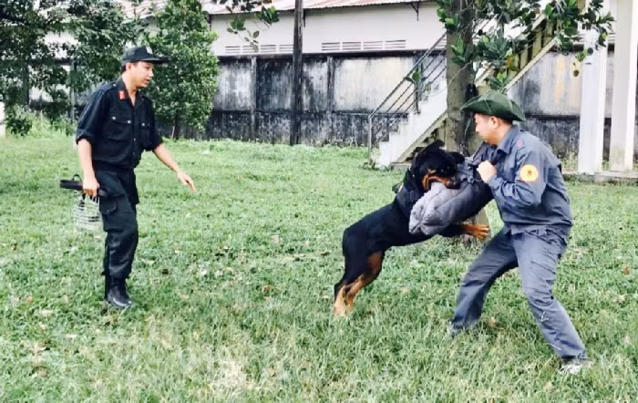 Cận cảnh huấn luyện chó nghiệp vụ