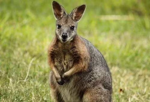 Chuột Wallaby chưa sinh con đã có thể mang thai