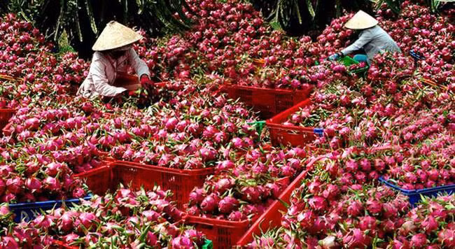 Hàng triệu tấn nông sản sắp thu hoạch 'kêu cứu' tiêu thụ