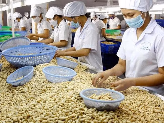 Nhập khẩu điều tăng vọt lên 2,6 tỷ USD, có gì bất thường?