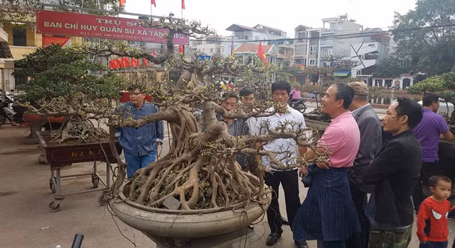 Siêu cây tiền tỷ ở làng Triều Khúc