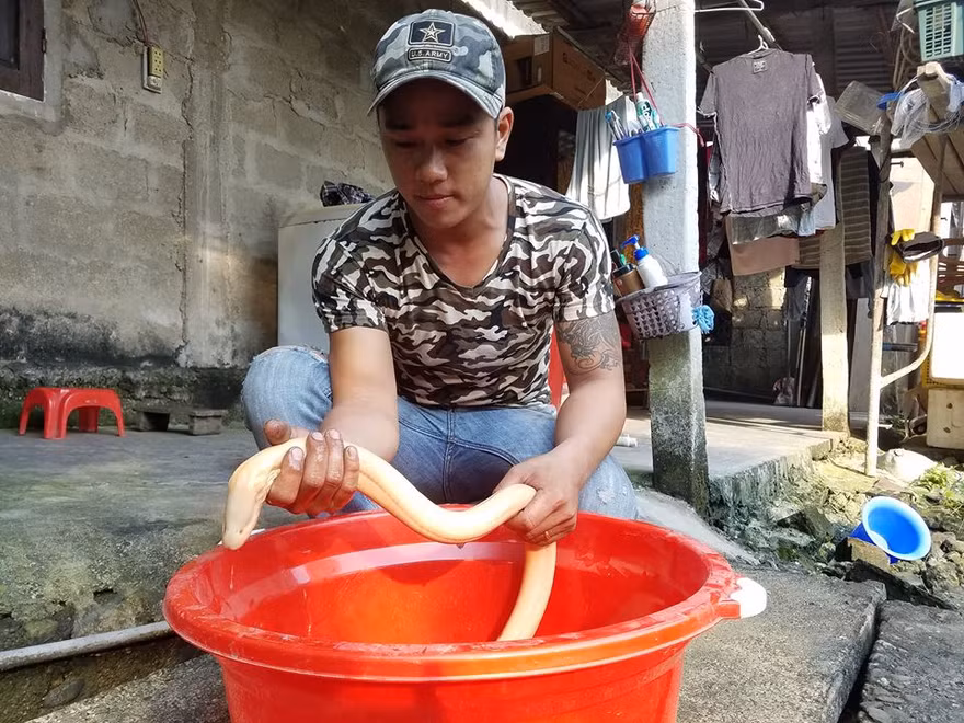 Con lươn này to lớn như cá chình, với màu da trắng rất kỳ lạ và hiếm gặp. Ảnh: Tuấn Đình