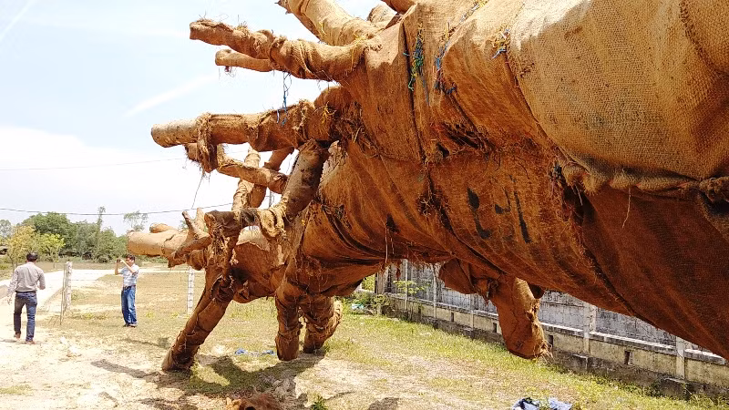 Các tài xế khai dùng "chiêu" vận chuyển số cổ thụ "khủng" này vào ban đêm và liên tục "phát" tín hiệu nháy đèn dò tình hình, để tránh CSGT và các lực lượng chức năng phát hiện, xử lý. 