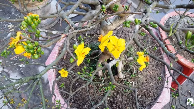 Một trong những cây mai quý hàng chục năm tuổi có giá trị hàng chục triệu đồng trước đó bj kẻ gian lấy cắp đã được Công an thành phố Huế điều tra, thu hồi trả lại cho dân