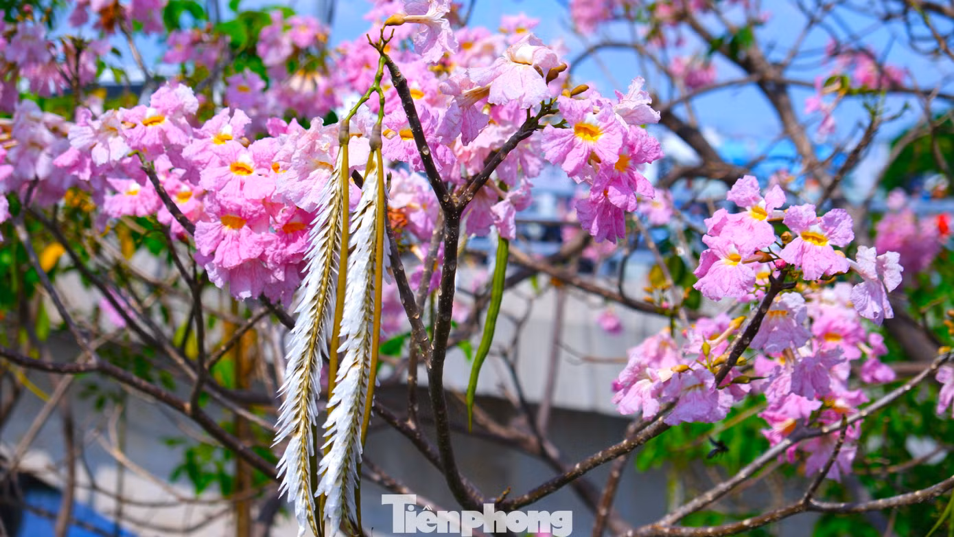 tp-ken-hong-5.jpg
