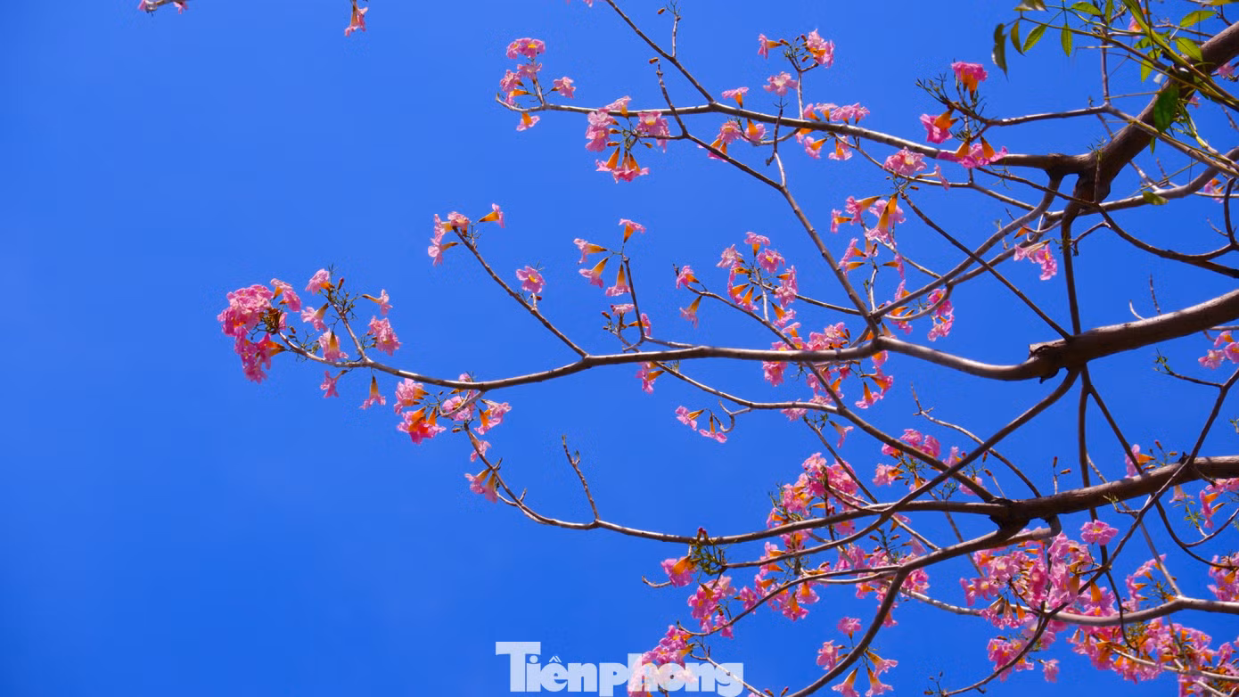 tp-ken-hong-10929.jpg