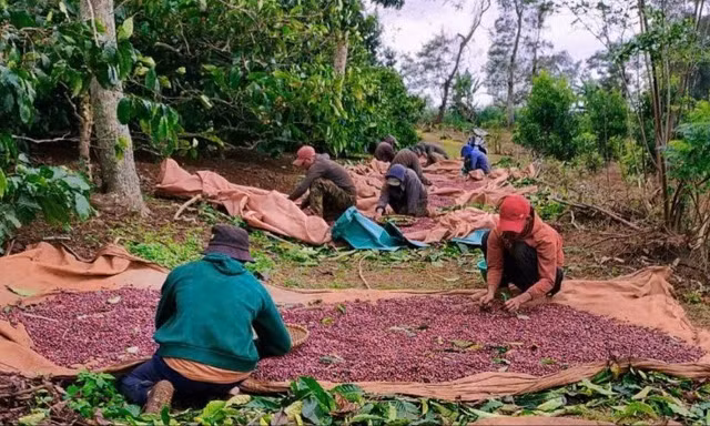 Tuyên hủy án 2 cấp ở Đắk Lắk, yêu cầu xét xử lại vụ tranh chấp mua bán cà phê